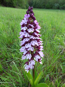 Orchis purpurea